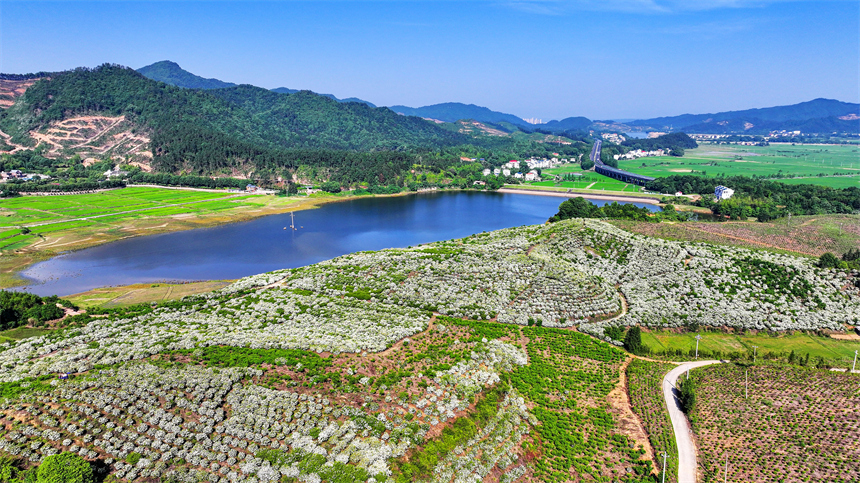 吉水縣文峰鎮井頭村，漫山遍野的梔子花盛開。廖敏攝
