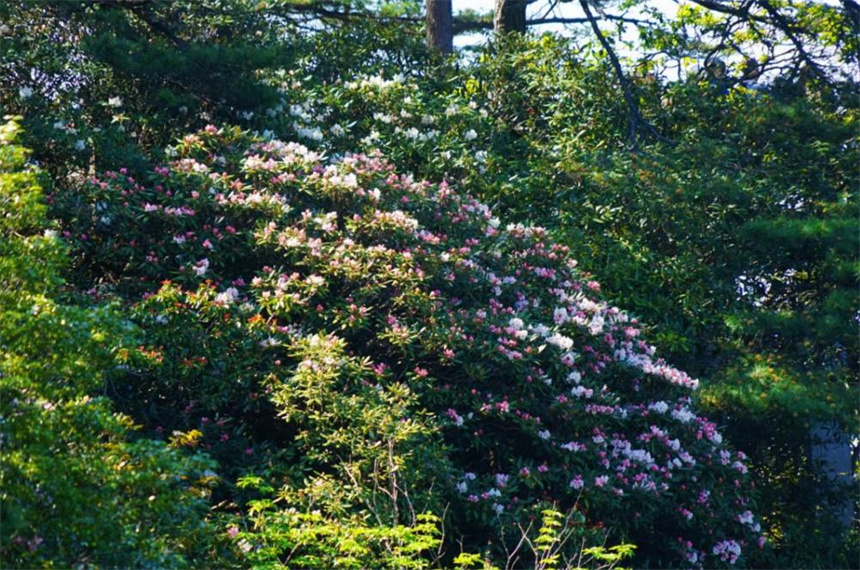 三清杜鵑即將驚艷亮相。