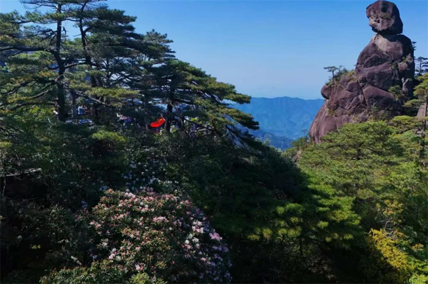 三清杜鵑即將驚艷亮相。