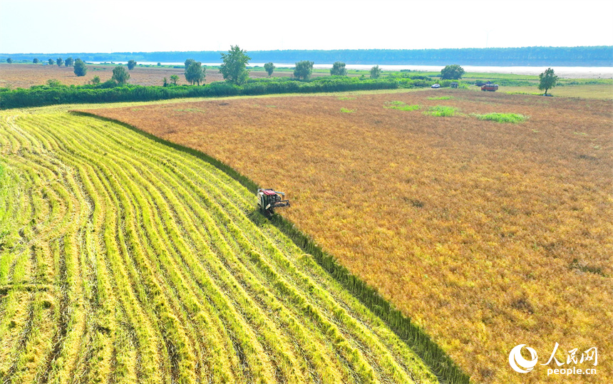 九江市彭澤縣棉船鎮，農機手駕駛大型收割機在田間來回收割作業，一派忙碌的豐收景象。人民網 朱海鵬攝