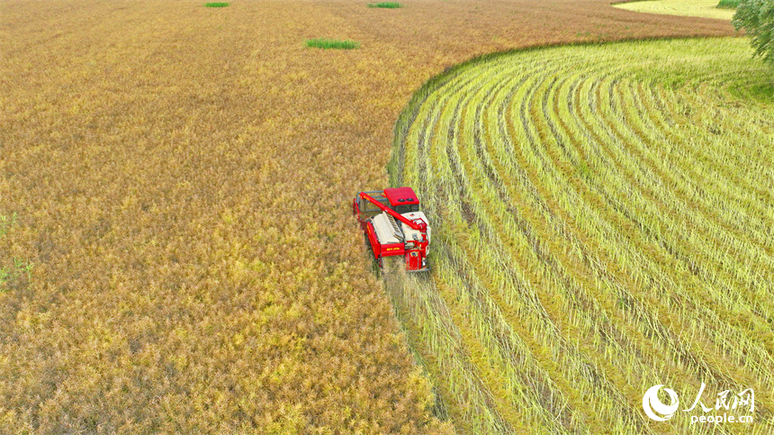 九江市彭澤縣棉船鎮，農機手駕駛大型收割機在田間來回收割作業，一派忙碌的豐收景象。人民網 朱海鵬攝
