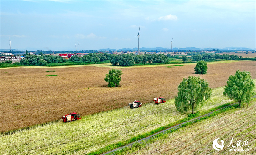九江市彭澤縣棉船鎮，農機手駕駛大型收割機在田間來回收割作業，一派忙碌的豐收景象。人民網 朱海鵬攝