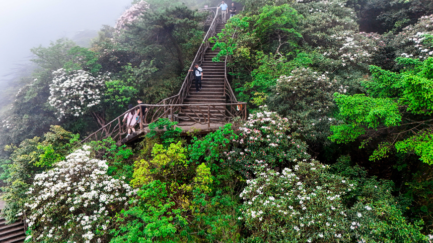 漫山遍野的杜鵑花競相綻放，將三清山裝扮成五彩斑斕的花海。張錚濤攝