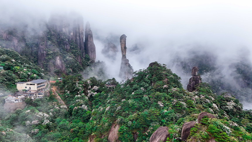 漫山遍野的杜鵑花競相綻放，將三清山裝扮成五彩斑斕的花海。張錚濤攝