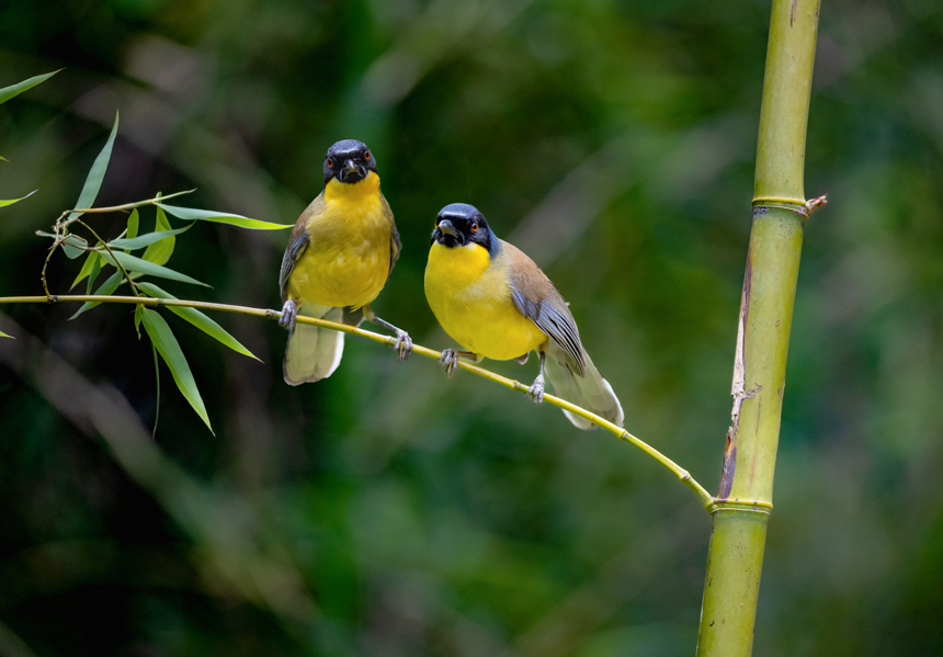 江西省德興市新崗山鎮新崗山社區的一處林子里，藍冠噪鹛在覓食、嬉戲、筑巢。詹發文攝