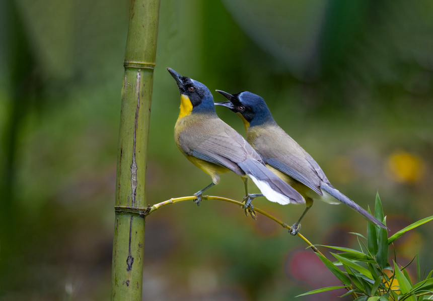 江西省德興市新崗山鎮新崗山社區的一處林子里，藍冠噪鹛在覓食、嬉戲、筑巢。詹發文攝