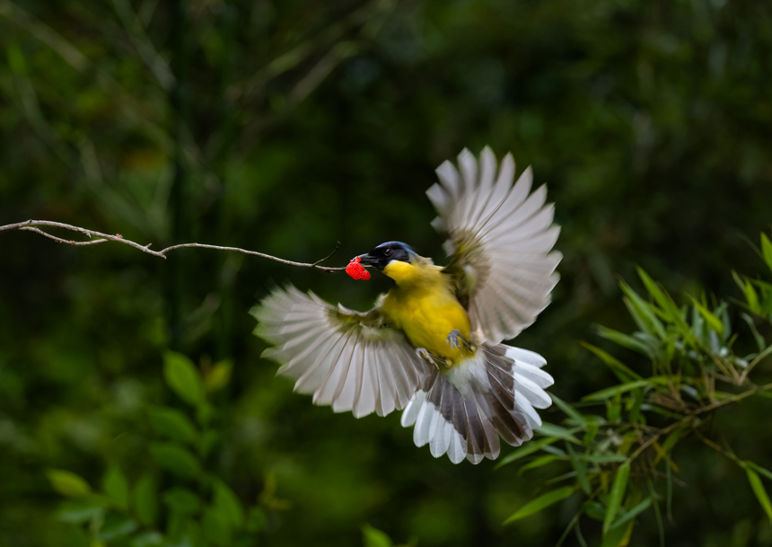 江西省德興市新崗山鎮新崗山社區的一處林子里，藍冠噪鹛在覓食、嬉戲、筑巢。詹發文攝