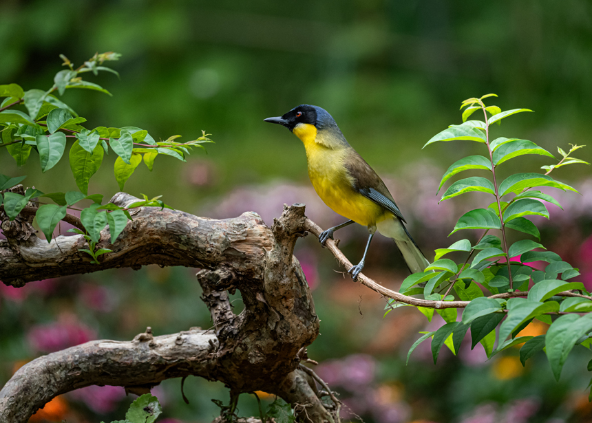 江西省德興市新崗山鎮新崗山社區的一處林子里，藍冠噪鹛在覓食、嬉戲、筑巢。詹發文攝