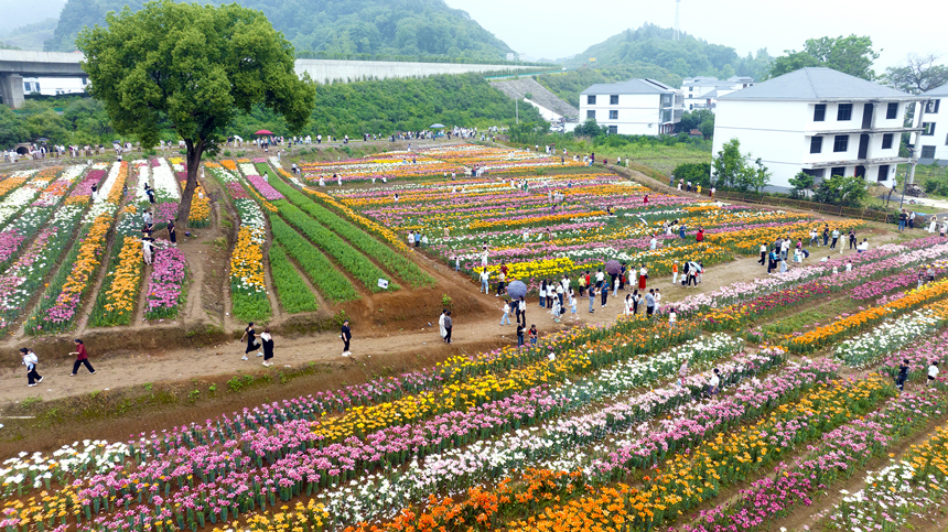百合花鮮艷綻放，匯聚成一片多彩的花海。鄧龍華攝