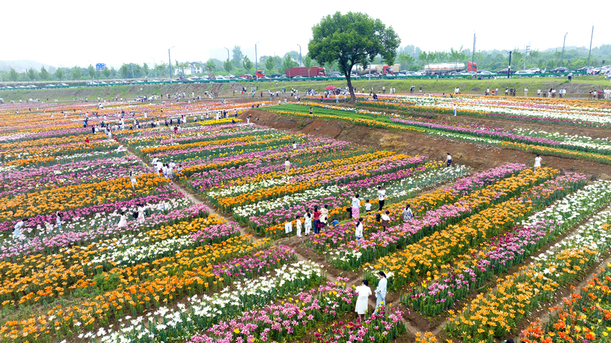 百合花鮮艷綻放，匯聚成一片多彩的花海。鄧龍華攝