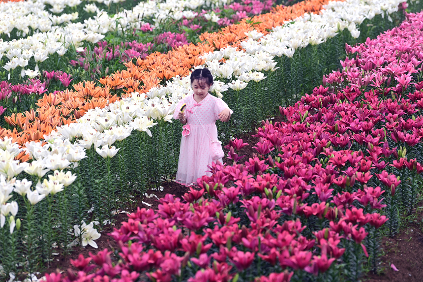 百合花鮮艷綻放，匯聚成一片多彩的花海。鄧龍華攝