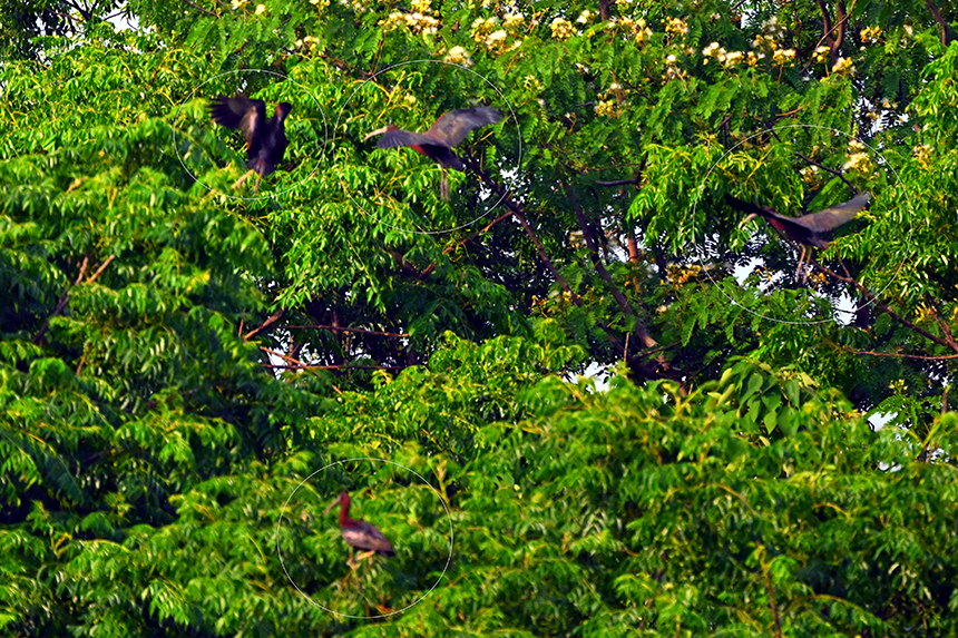 國家一級重點保護動物彩鹮現身鄱陽湖。王小龍攝