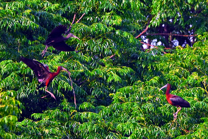 國家一級重點保護動物彩鹮現身鄱陽湖。王小龍攝