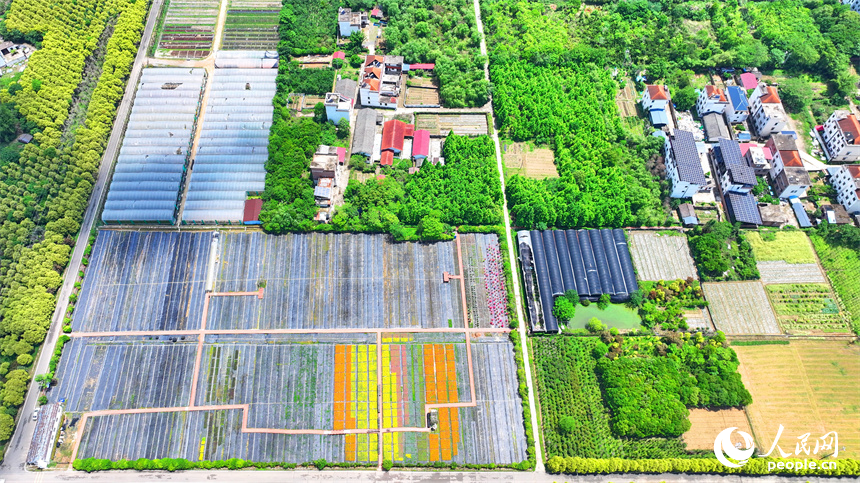 贛州市大余縣青龍鎮元龍村花卉苗木基地內，五顏六色的花卉苗木美不勝收。人民網 朱海鵬攝