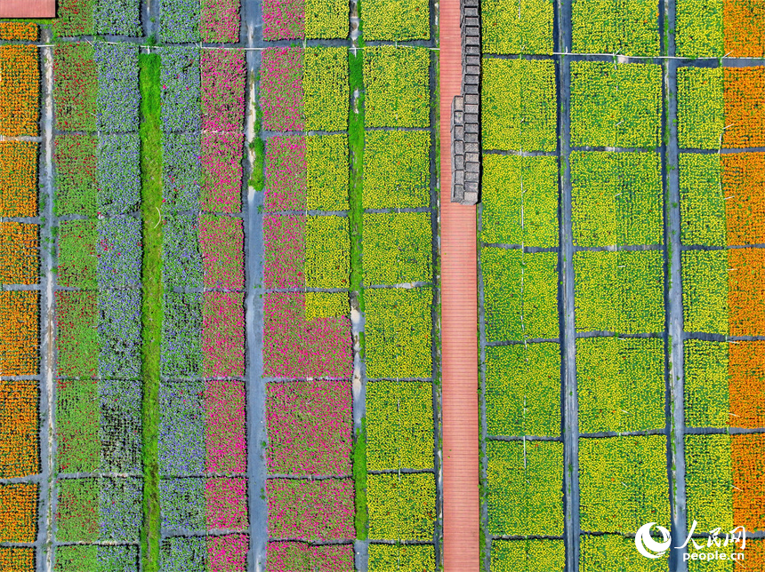贛州市大余縣青龍鎮元龍村花卉苗木基地內，五顏六色的花卉苗木美不勝收。人民網 朱海鵬攝