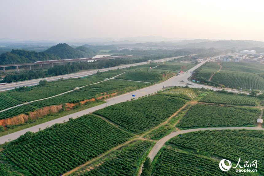 江西省撫州市東鄉區珀玕鄉東騰藍莓產業園1號基地郁郁蔥蔥，曾經的荒山成為人們體驗采摘樂趣的樂園。人民網記者 時雨攝