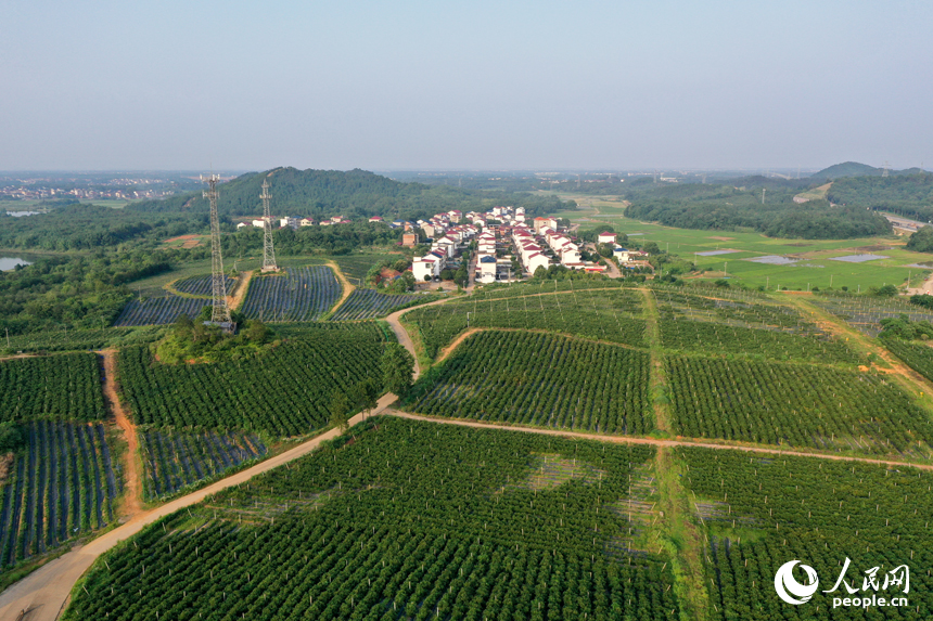 江西省撫州市東鄉區珀玕鄉東騰藍莓產業園1號基地郁郁蔥蔥，曾經的荒山成為人們體驗采摘樂趣的樂園。人民網記者 時雨攝
