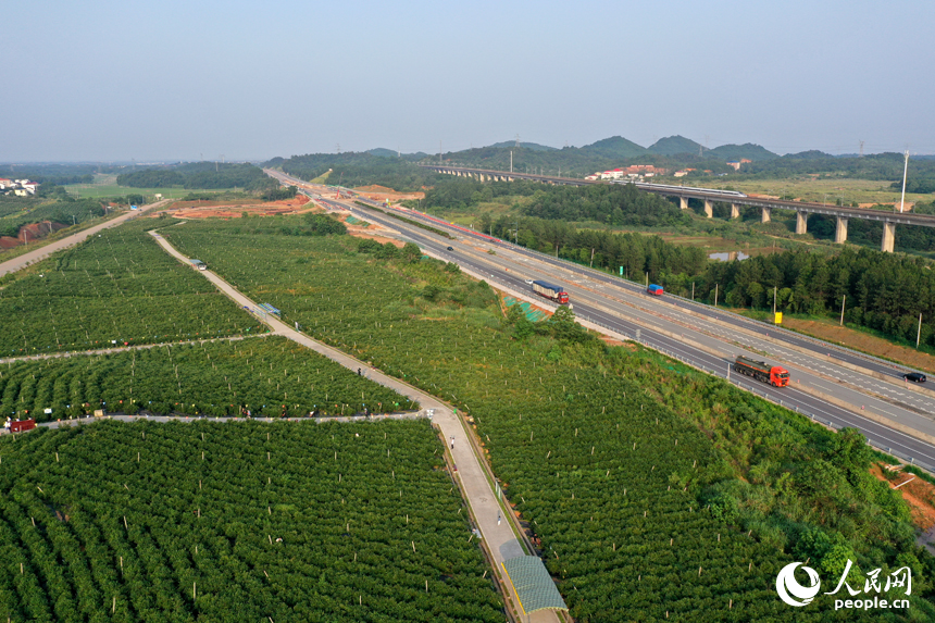 江西省撫州市東鄉區珀玕鄉東騰藍莓產業園1號基地郁郁蔥蔥，曾經的荒山成為人們體驗采摘樂趣的樂園。人民網記者 時雨攝