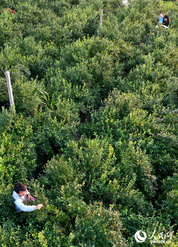 游客們在基地采摘藍莓，體驗采摘樂趣。人民網記者 時雨攝