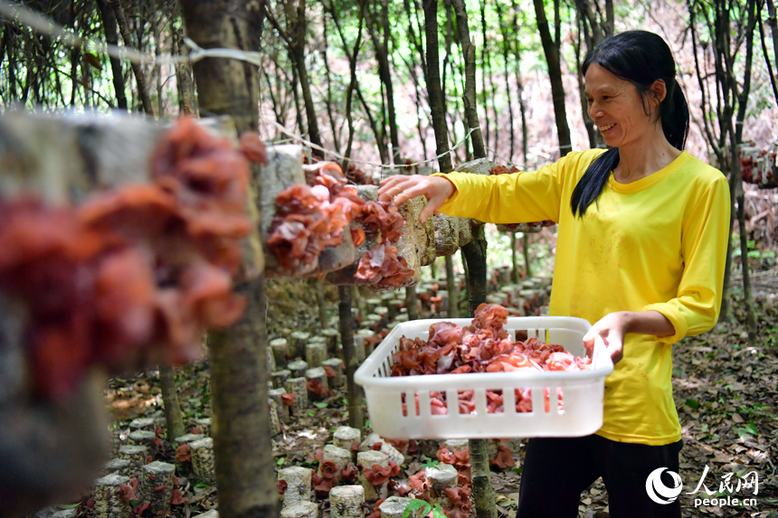 在廣昌縣旴江林場的綠蔭下，村民正在采摘成熟的脆木耳。人民網記者 時雨攝