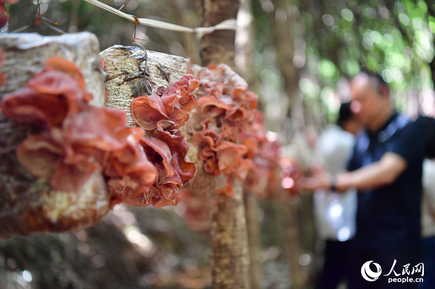 廣昌縣旴江林場的綠蔭下，已經成熟的脆木耳即將被采摘。人民網記者 時雨攝
