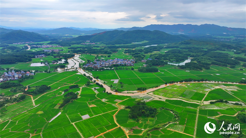 吉安市吉水縣醪橋鎮一帶，高標準農田里的早稻郁郁蔥蔥，與青山、河流、樹林、民房相映成景。人民網 朱海鵬攝