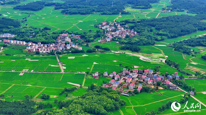 吉安市吉水縣醪橋鎮一帶，高標準農田里的早稻郁郁蔥蔥，與青山、河流、樹林、民房相映成景。人民網 朱海鵬攝