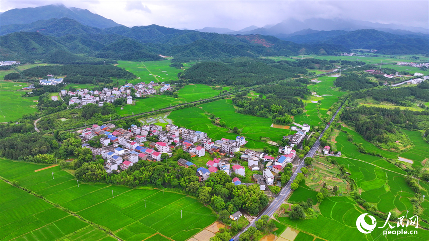 吉安市吉水縣醪橋鎮一帶，高標準農田里的早稻郁郁蔥蔥，與青山、河流、樹林、民房相映成景。人民網 朱海鵬攝