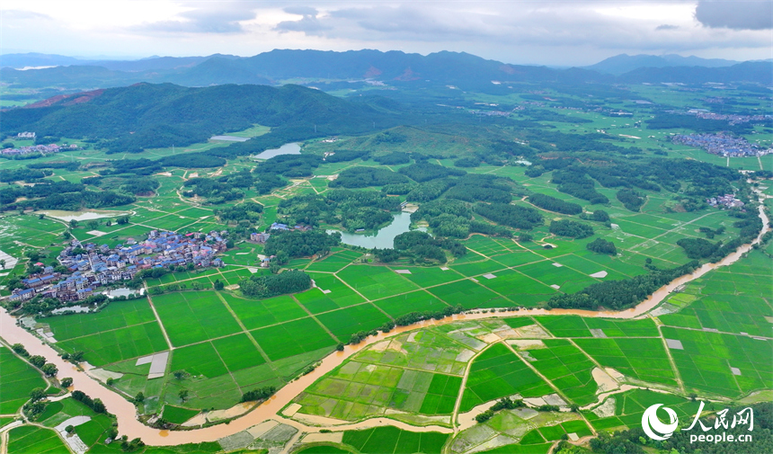吉安市吉水縣醪橋鎮一帶，高標準農田里的早稻郁郁蔥蔥，與青山、河流、樹林、民房相映成景。人民網 朱海鵬攝