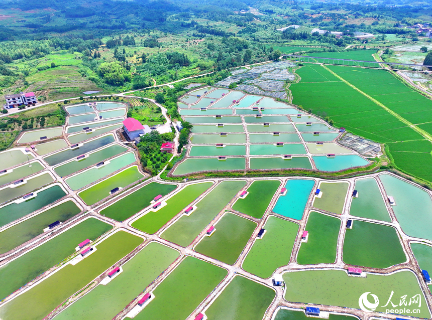 撫州市南豐縣萊溪鄉農光互補生態養殖基地，色彩斑斕的甲魚塘如同大地調色盤。人民網 朱海鵬攝