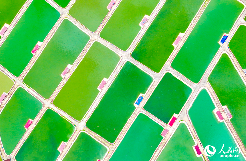 撫州市南豐縣萊溪鄉農光互補生態養殖基地，色彩斑斕的甲魚塘如同大地調色盤。人民網 朱海鵬攝