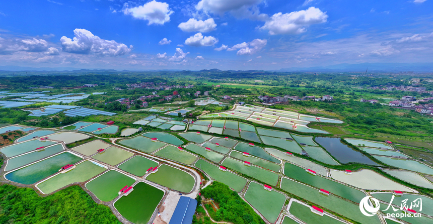 撫州市南豐縣萊溪鄉農光互補生態養殖基地，色彩斑斕的甲魚塘如同大地調色盤。人民網 朱海鵬攝