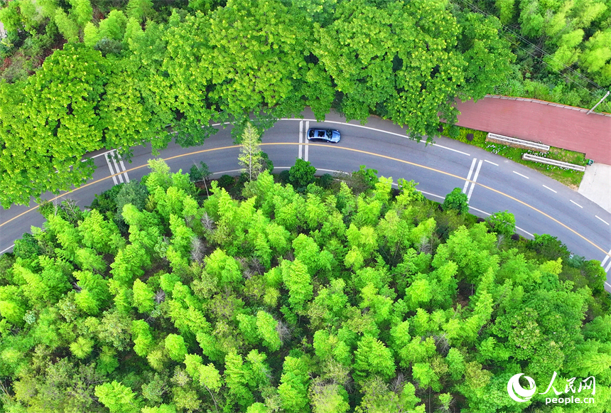贛州市上猶縣陡水鎮，車輛在農村公路上行駛，沿線水清景美綠意濃。人民網 朱海鵬攝
