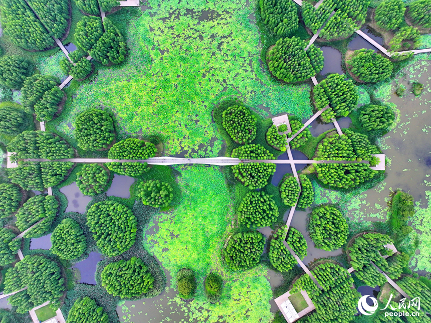 南昌市魚尾洲濕地公園，蔥蘢的樹木與水系、荷葉、游步道相映成趣。人民網 朱海鵬攝