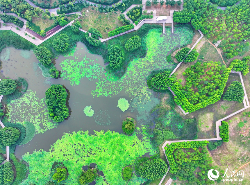 南昌市魚尾洲濕地公園，蔥蘢的樹木與水系、荷葉、游步道相映成趣。人民網 朱海鵬攝