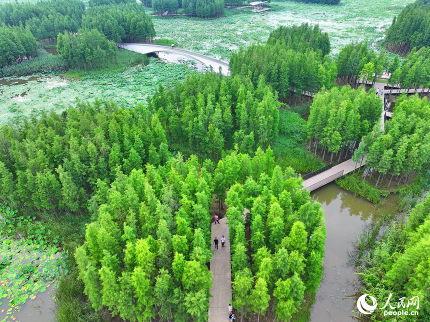 南昌市魚尾洲濕地公園，蔥蘢的樹木與水系、荷葉、游步道相映成趣。人民網 朱海鵬攝