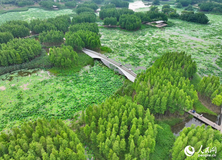 南昌市魚尾洲濕地公園，蔥蘢的樹木與水系、荷葉、游步道相映成趣。人民網 朱海鵬攝