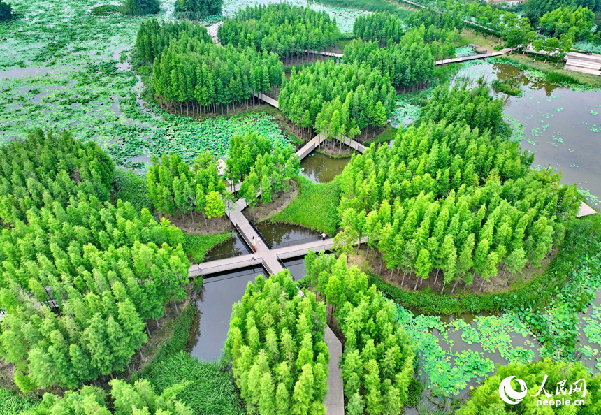 南昌市魚尾洲濕地公園，蔥蘢的樹木與水系、荷葉、游步道相映成趣。人民網 朱海鵬攝