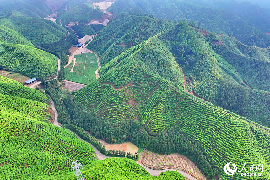 贛州市大余縣浮江鄉通村公路兩旁生機勃勃，生態修復后的礦山綠意盎然。人民網 朱海鵬攝