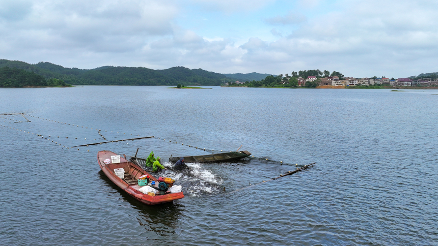 吉水縣阜田鎮雙山水庫，漁民們正忙著收網起魚。廖敏攝