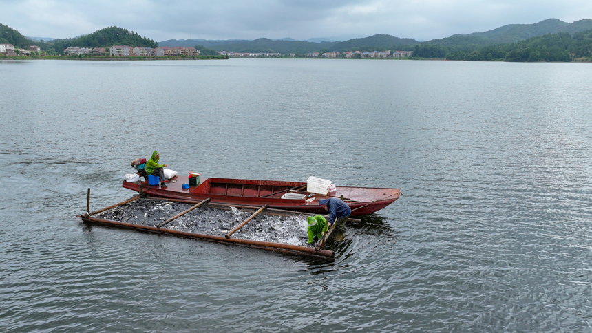 吉水縣阜田鎮雙山水庫，漁民們正忙著收網起魚。廖敏攝
