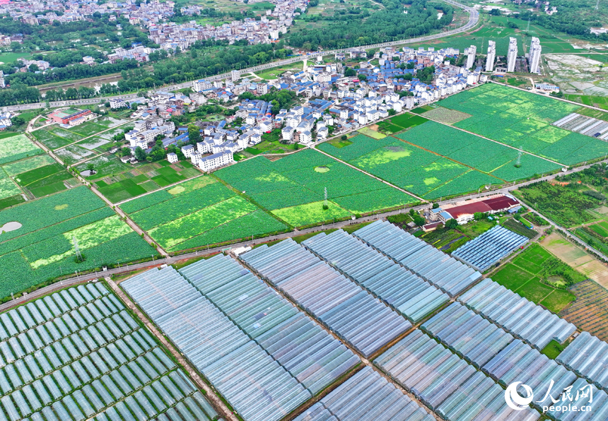 瑞金市葉坪鎮，整齊排列的蔬菜大棚與郁郁蔥蔥的田園相映成景。人民網 朱海鵬攝