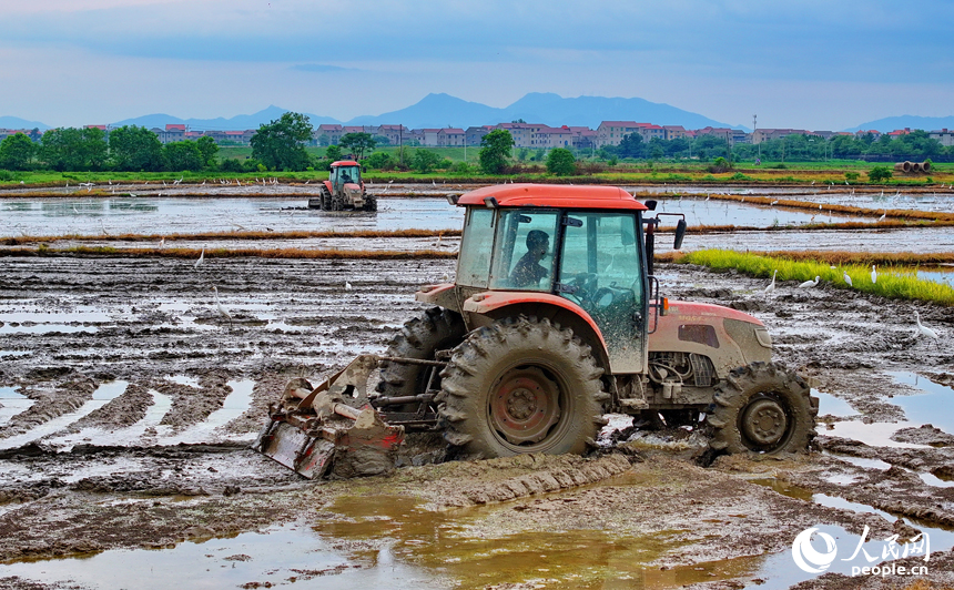 豐城市榮塘鎮北湖村，農機手在翻耕中稻農田，田間地頭一派繁忙。人民網 朱海鵬攝