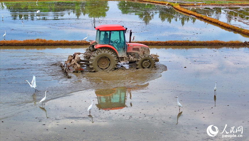 豐城市榮塘鎮北湖村，農機手在翻耕中稻農田，田間地頭一派繁忙。人民網 朱海鵬攝