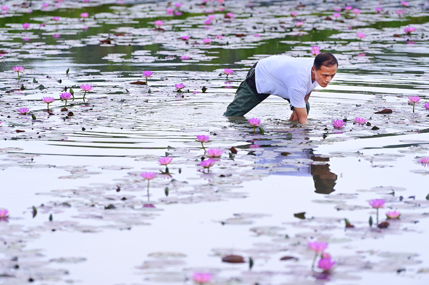 村民趁晴好天氣管理睡蓮花。鄧龍華攝