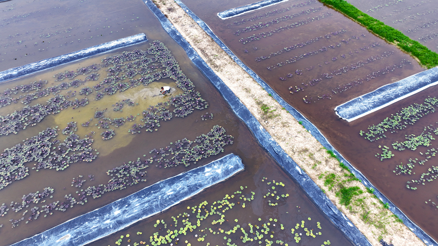 村民趁晴好天氣管理睡蓮花。鄧龍華攝