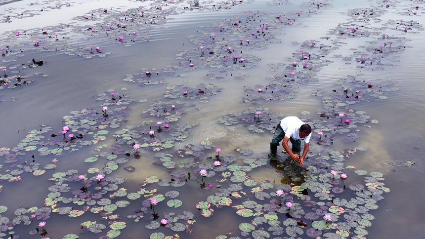 村民趁晴好天氣管理睡蓮花。鄧龍華攝