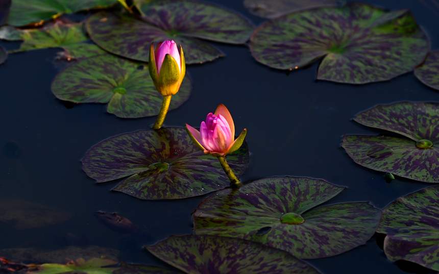 萬載縣康樂街道里泉村睡蓮基地睡蓮花開。鄧龍華攝