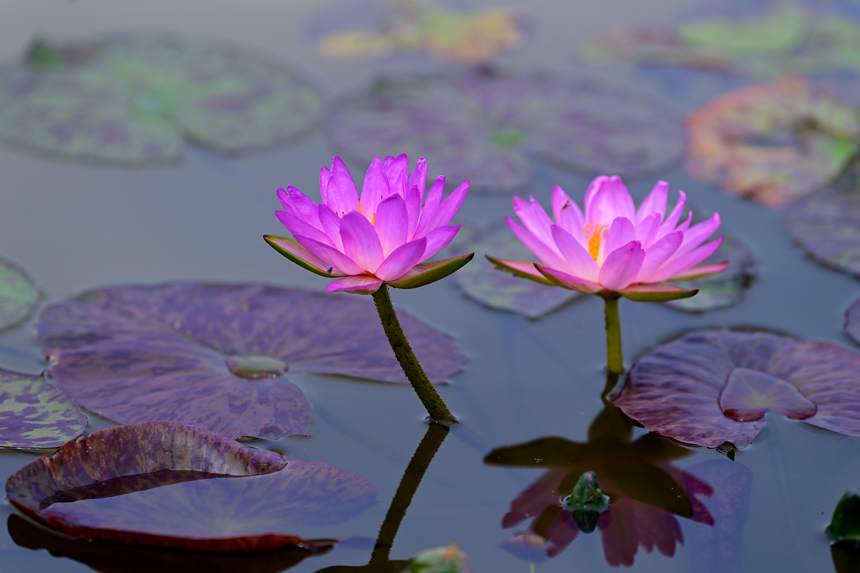 萬載縣康樂街道里泉村睡蓮基地睡蓮花開。鄧龍華攝