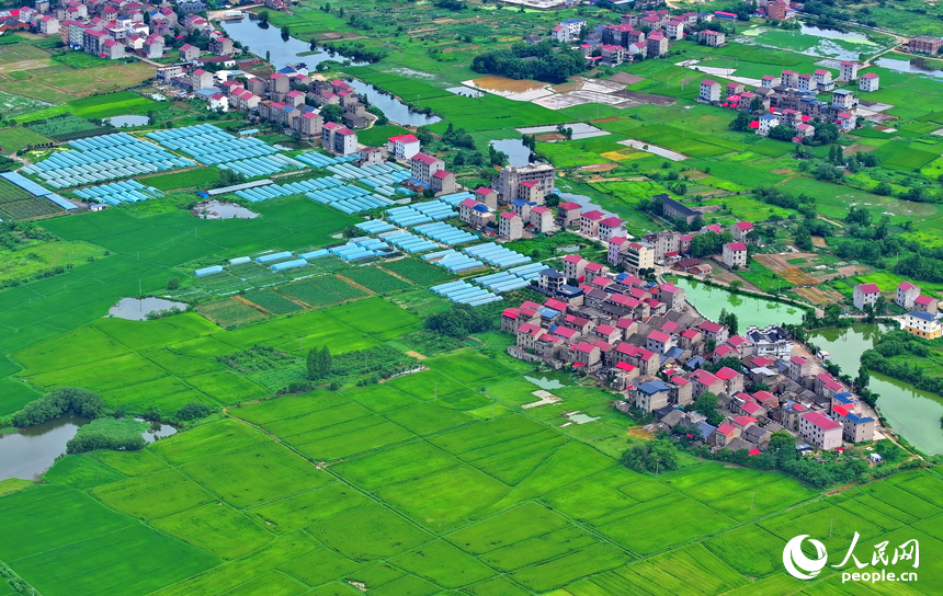 豐城市小港鎮北港村一帶，錯落分布農家房屋與田園、河塘相映成景，構成一幅水潤田疇的和美鄉村畫卷。人民網 朱海鵬攝